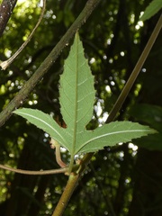 Passiflora vitifolia