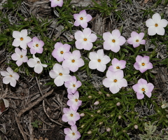 Phlox multiflora