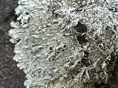 Xanthoparmelia cumberlandia