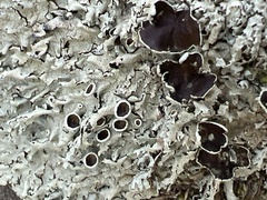 Xanthoparmelia cumberlandia