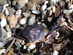 Charybdis japonica