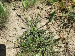 Pseudopodospermum molle