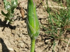 Pseudopodospermum molle