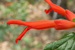 Salvia regla