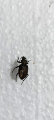 Calosoma alternans