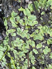 Asterella