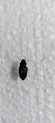 Neoaulacoryssus speciosus
