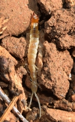 Protjapyx maior
