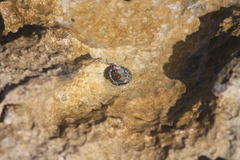 Calcinus laevimanus