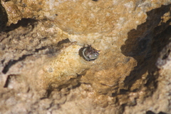 Calcinus laevimanus