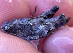 Chimarocephala pacifica