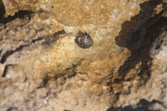Calcinus laevimanus