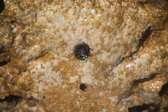 Calcinus laevimanus