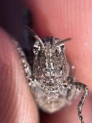 Chimarocephala pacifica