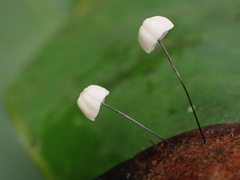 Marasmius sasicola