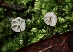 Marasmius sasicola