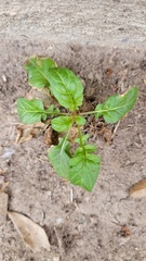 Youngia