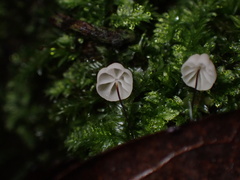 Marasmius sasicola
