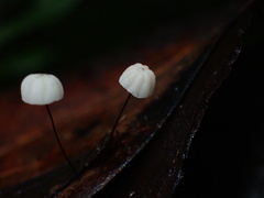 Marasmius sasicola