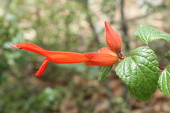 Salvia regla