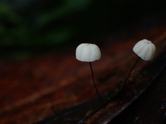 Marasmius sasicola