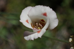Calochortus venustus