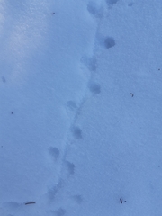 Peromyscus maniculatus