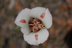 Calochortus venustus