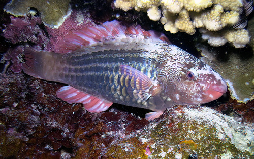 Scarus observed 2016-12-30