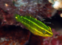 Bridled Parrotfish photo 3