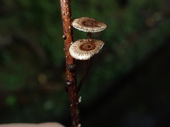 Crinipellis scabella