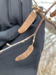 Betulaceae