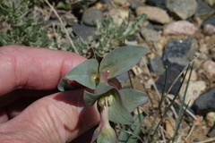 Penstemon cyathophorus