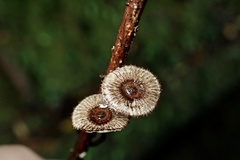 Crinipellis scabella