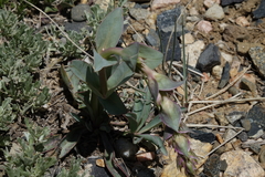 Penstemon cyathophorus
