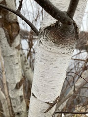 Betulaceae