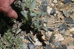 Penstemon cyathophorus