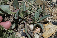 Penstemon cyathophorus