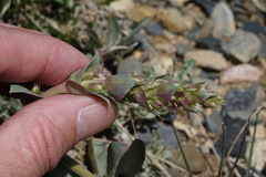 Penstemon cyathophorus