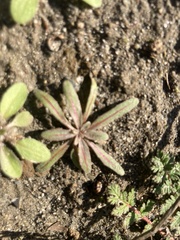 Camissoniopsis micrantha