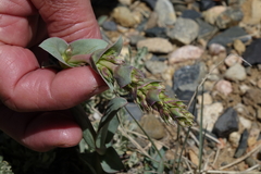 Penstemon cyathophorus