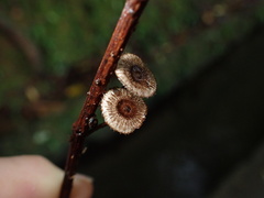 Crinipellis scabella