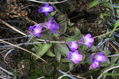Pinguicula poldinii