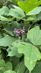 Pueraria montana