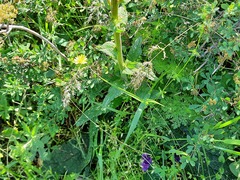 Verbascum phoeniceum