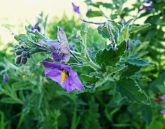 Solanum xanti