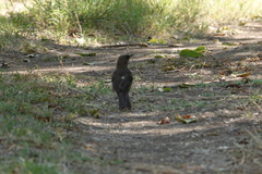 Turdus amaurochalinus