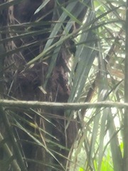 Plecturocebus ornatus