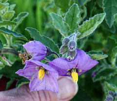 Solanum xanti