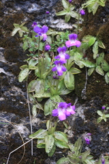 Pinguicula poldinii
